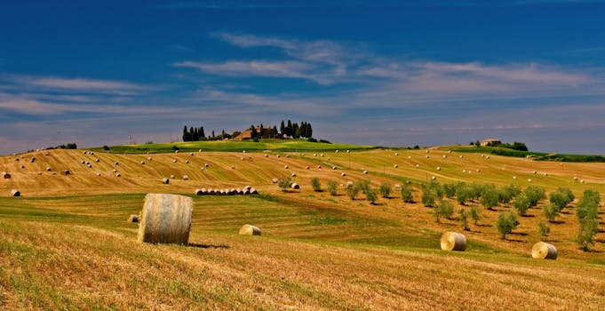 Farm Villas in Tuscany With Pizza Workshops and Olive Baths