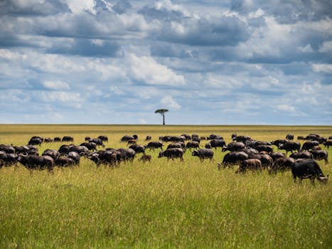 Safari Glamping With Hammocks Over the Savannah