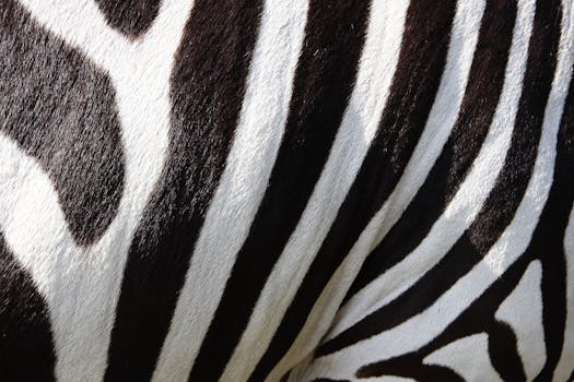 Safari Hotels With Canvas Doors and Zebra Footpaths