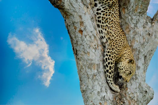 Safari Lodges With Stilt Rooms and Wild Sky Patios